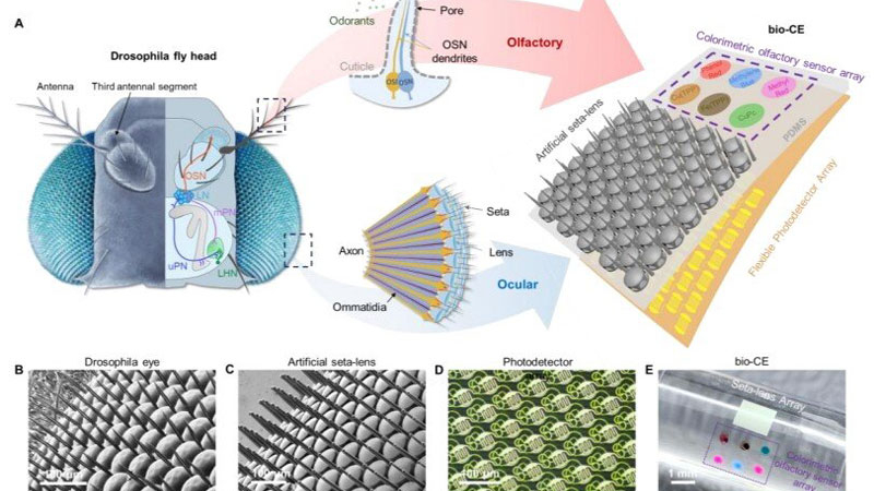 قامت الصين بتطوير "عين الذبابة" للطائرات بدون طيار، توفر رؤية بانورامية ومستشعر للروائح