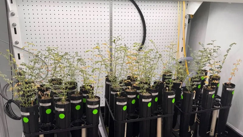 العلماء يزرعون البازلاء على تربة صناعية للقمر، لكنهم لا يجرؤون على تجربتها في شكل حساء